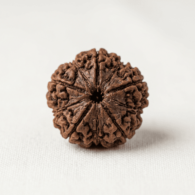 Premium Rudraksha Bead